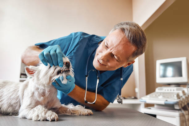 Best Emergency Dentist Near Me  in St Peters, MO